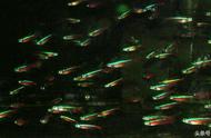 红绿灯鱼的养殖秘诀：3分钟掌握饲养繁殖与疾病治疗技巧