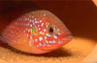 红宝石鱼：一种灵气十足、霸道又美丽的鱼类
