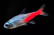 红绿灯鱼自发光的科学原理是什么？
