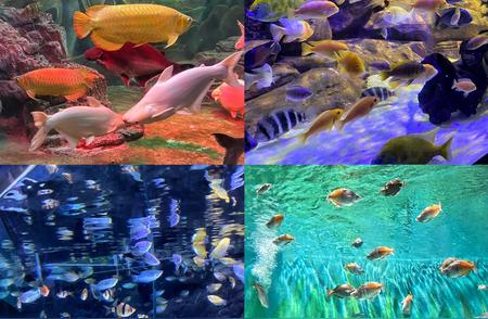 上海海洋水族馆：比预期更值得一游