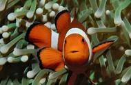 小丑鱼：自然界中唯一的性别转换者