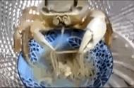 螃蟹的进食方式竟然如此独特？