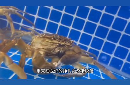 【动漫瞭望台】龙虾与寄居蟹的奇妙相遇