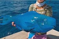 你是否见过这种神秘的蓝色怪鱼？