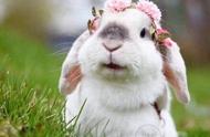 乖巧可爱的垂耳兔：宠物新选择