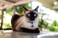 饲养暹罗猫的六大挑战：在决定养猫前必须了解
