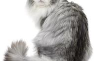 《九条命》中的猫种：挪威森林猫的真实身份？