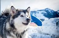 阿拉斯加雪橇犬：硬汉外表，柔情内心