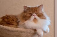 波斯猫：一种拥有迷人大眼睛和甜美可爱的长毛猫