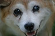 幼犬白内障：手术并非万能，可能反而加重失明风险