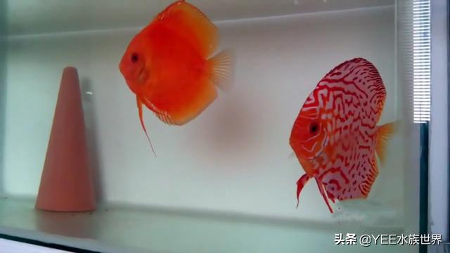 红鱼极品：红透了！七彩神仙对鱼欣赏