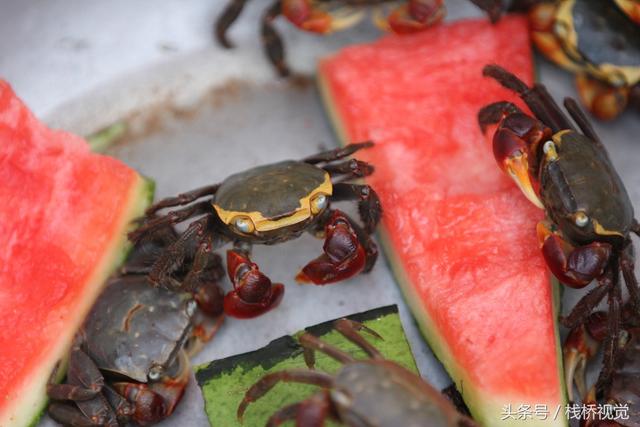 青岛海滨卖的红脚蟹每个10元，挥舞红钳子争吃西瓜皮津津有味吸引游人，还有大批小乌龟4元一个