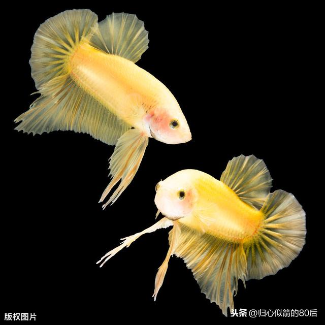 黄色暹罗斗鱼
