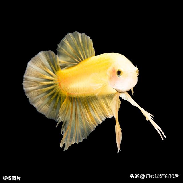 黄色暹罗斗鱼