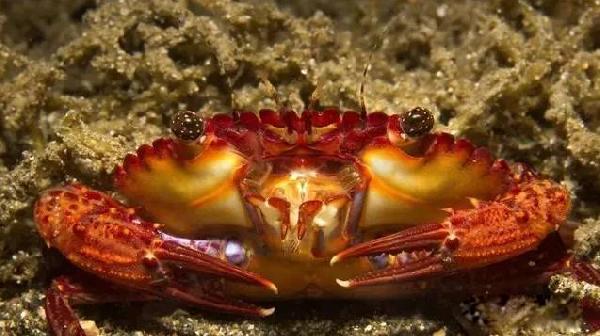 这28种螃蟹，见过一半算你牛！