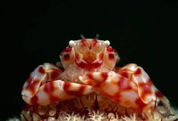 这28种螃蟹，见过一半算你牛！