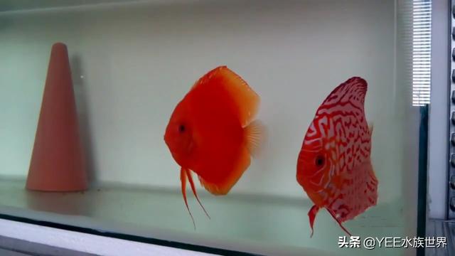 红鱼极品：红透了！七彩神仙对鱼欣赏