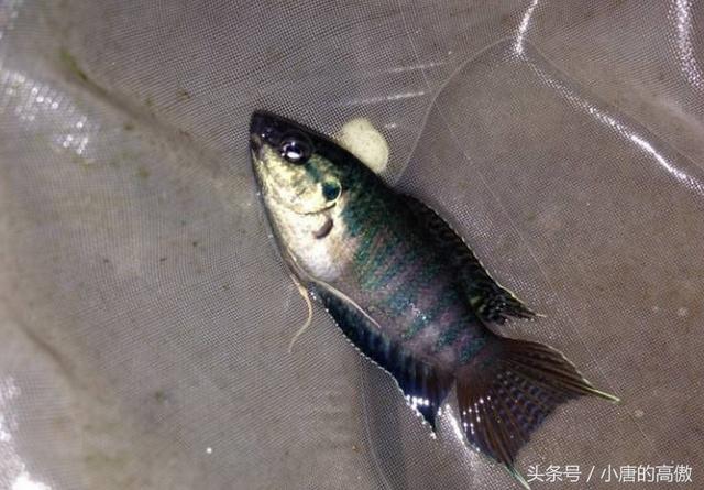 中国斗鱼：无氧可存活，繁殖能力超强