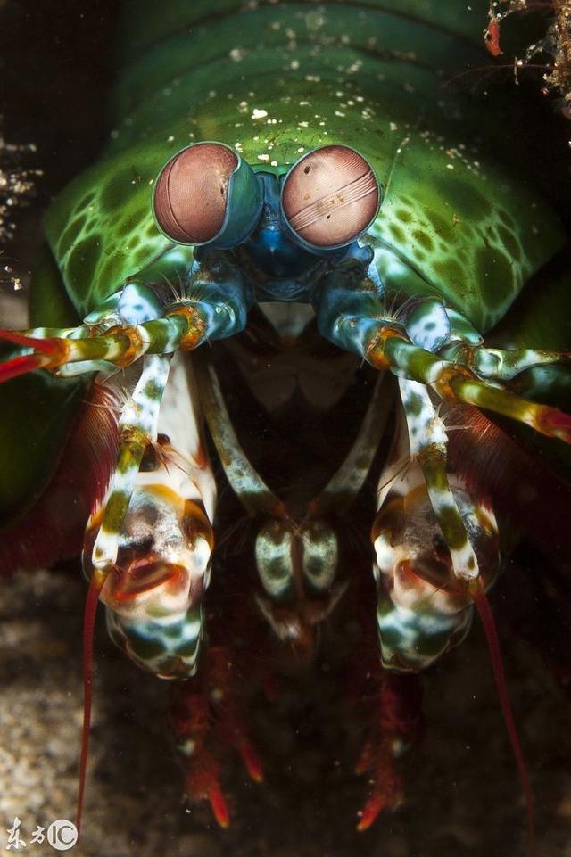 皮皮虾（螳螂虾）：凶残的宠物兼美食