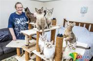 英国女子对猫咪的热爱：繁育超过150只稀世美亚洲猫咪