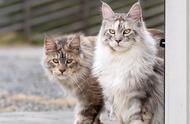 缅因猫的寿命通常有多长？