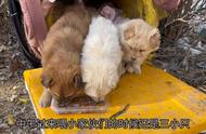 垃圾桶里的小生命：中华田园犬的萌宠出道之旅