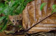 揭秘世界最小猫咪：锈斑猫的独特魅力