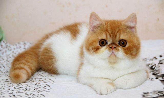 波斯猫是一种著名的长毛猫，它的眼睛大且圆，甜美可爱