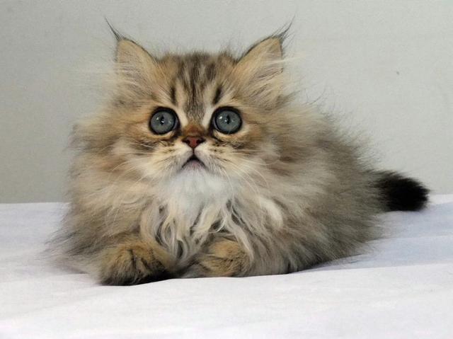 波斯猫是一种著名的长毛猫，它的眼睛大且圆，甜美可爱